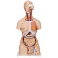 3B Scientific Deluxe Dual Sex Torso with Opened Back - w/ 3B Smart Anatomy 1000200